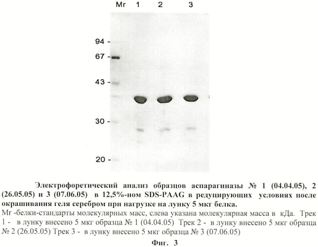 Способ получения субстанции рекомбинантной l-аспарагиназы erwinia carotovora (патент 2441914)