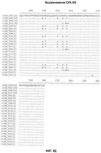 Иммуногенные композиции антигенов staphylococcus aureus (патент 2536981)