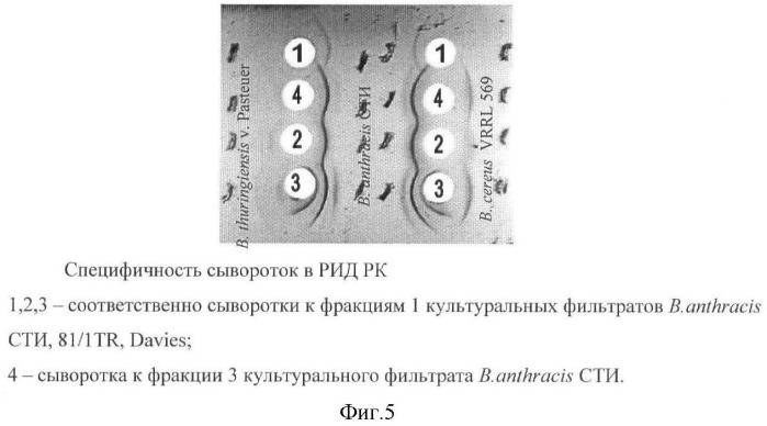 Способ идентификации bacillus anthracis с дифференциацией штаммов по продукции капсулы, протективного антигена и антигенов s-слоя (патент 2376385)
