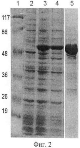 Термостабильная липаза из бактерии thermosyntropha lipolytica, активная в щелочной среде (патент 2508402)