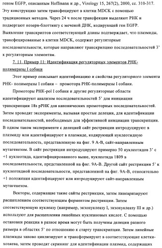 Способы и композиции для экспрессии антисмысловой вирусной рнк в клетках собаки (патент 2457250)