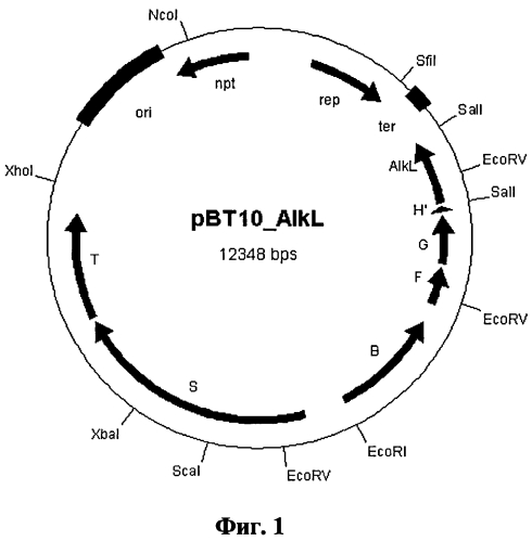 Способ биокаталитического окисления с применением продукта гена alkl (патент 2573900)