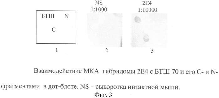 Штамм гибридных культивируемых клеток животных mus musculus 2e4 - продуцент моноклональных антител, специфичных к белку теплового шока 70 (патент 2381271)