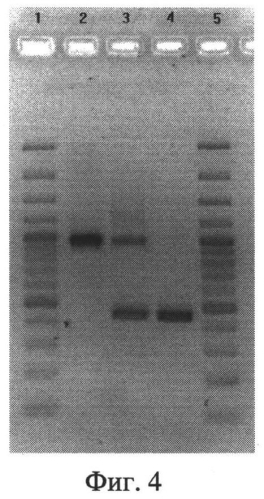 Штамм francisella tularensis 15/23-1δreca со сниженной реактогенностью для создания живой туляремийной вакцины и способ его получения (патент 2567810)