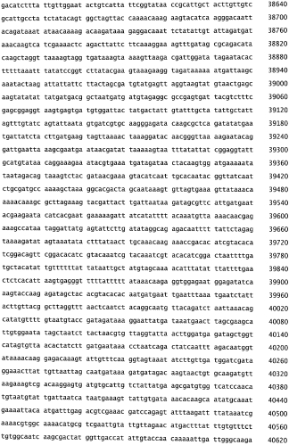 Бактериофаг, обладающий активностью против pseudomonas aeruginosa, белки бактериофага и способы их применения (патент 2580248)
