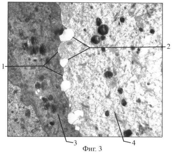 Способ моделирования синтициальных связей между клетками in vitro (патент 2433484)