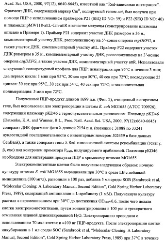 Способ получения l-треонина с использованием бактерии, принадлежащей к роду escherichia, модифицированной таким образом, что в ней нарушена способность к образованию ворсинок типа &quot;керли&quot; (патент 2338782)