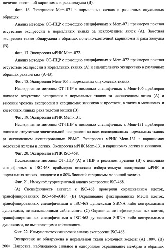 Идентификация опухолевых антигенов для диагностики и терапии (патент 2485974)