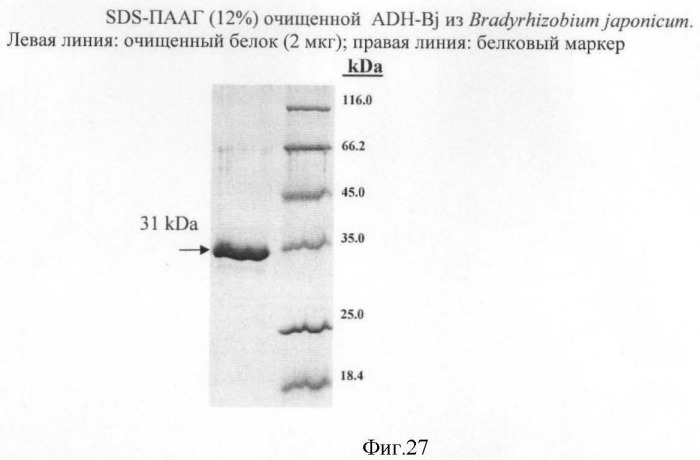 Бактерия семейства enterobacteriaceae - продуцент l-аспарагиновой кислоты или метаболитов, производных l-аспарагиновой кислоты, и способ получения l-аспарагиновой кислоты или метаблитов, производных l-аспарагиновой кислоты (патент 2472853)