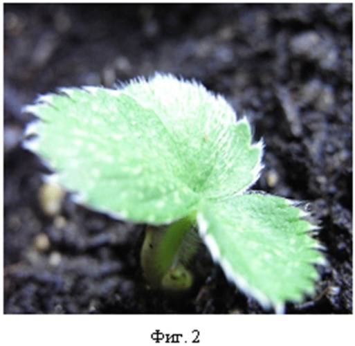 Способ поверхностной стерилизации эксплантов и апикальных почек земляники садовой, винограда, хурмы сорта &quot;королек&quot; in vitro (патент 2490871)