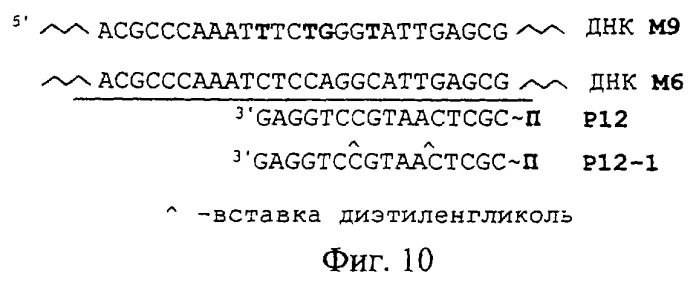 Способ выявления анализируемой последовательности днк (патент 2259402)