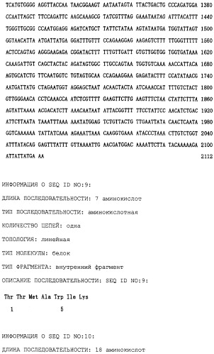 Полипептид, расщепляющий полисахарид, содержащий сульфатированную фукозу, кодирующая его днк, способ его получения, экспрессирующий вектор, способ получения трансформированной e.coli (патент 2246539)