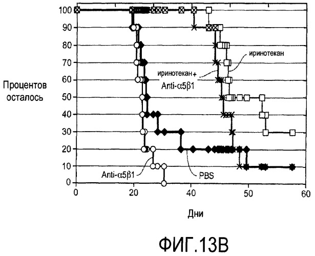 Комбинированная терапия с использованием антагонистов альфа5бета1 (патент 2465282)