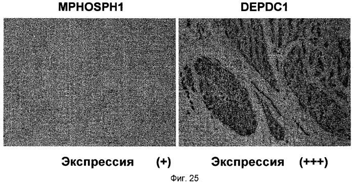 Пептидные вакцины против рака с экспрессией полипептидов mphosph1 или depdc1 (патент 2469044)