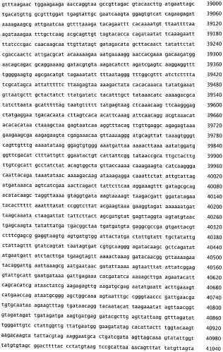 Бактериофаг, обладающий активностью против pseudomonas aeruginosa, белки бактериофага и способы их применения (патент 2580248)