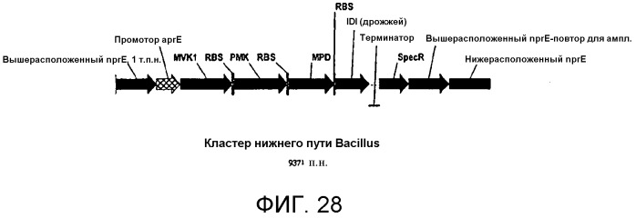 Композиции и способы получения изопрена, не содержащего с5-углеводородов в условиях нарушения взаимосвязи между продуцированием изопрена и ростом клеток и/или в условиях продуцирования изопрена на безопасных рабочих уровнях (патент 2563513)