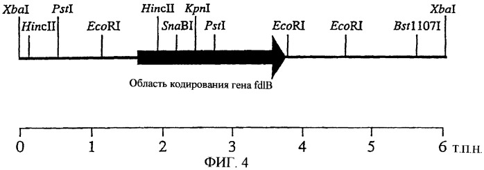 Полипептид, расщепляющий полисахарид, содержащий сульфатированную фукозу, кодирующая его днк, способ его получения, экспрессирующий вектор, способ получения трансформированной e.coli (патент 2246539)