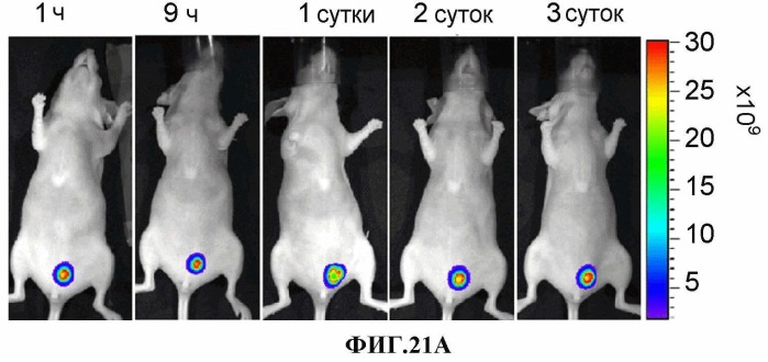 Конъюгаты rgd-(бактерио)хлорофилл для фотодинамической терапии и визуализации некротических опухолей (патент 2518296)