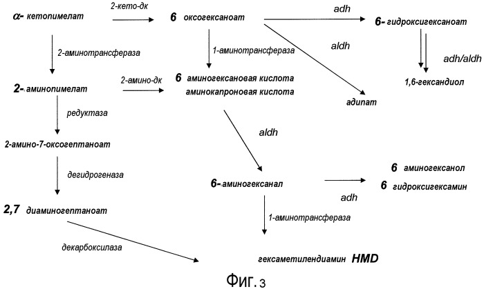 Биологический синтез дифункциональных алканов из альфа-кетокислот (патент 2496880)