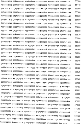Бактериофаг, обладающий активностью против pseudomonas aeruginosa, белки бактериофага и способы их применения (патент 2580248)
