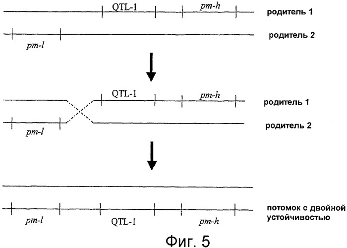 Растения огурца, устойчивые к заболеваниям (патент 2418405)