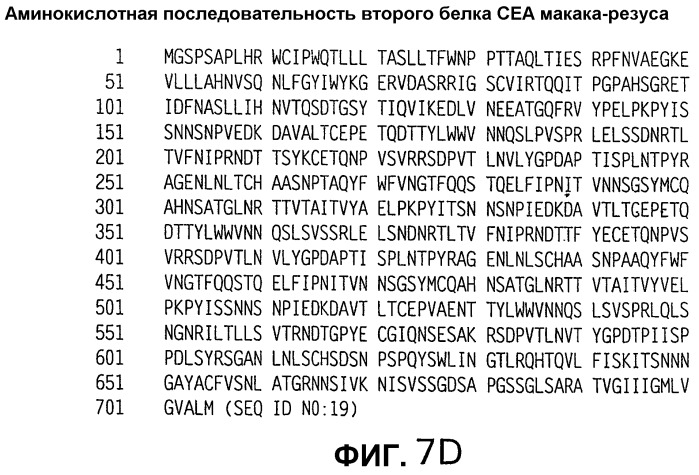 Слитые белки карциноэмбрионального антигена (патент 2380375)