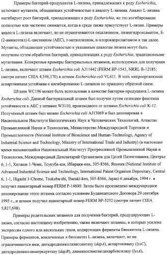 Способ получения l-аминокислот с использованием бактерии, принадлежащей к роду escherichia, в которой разрушен путь биосинтеза гликогена (патент 2315809)