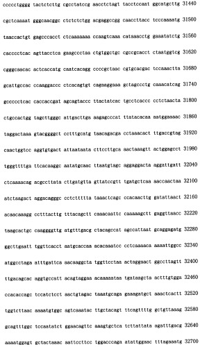Конструирование рекомбинанта онколитического аденовируса, специфически экспрессирующего иммуномодуляторный фактор gm-csf в опухолевых клетках, и его применение (патент 2361611)