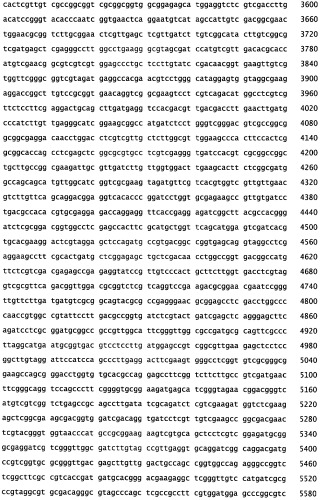 Генетическое ремоделирование бифидобактерий (патент 2460792)