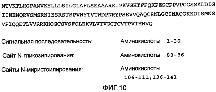 Гетеродимерные полипептиды il-17 a/f и возможности их лечебного применения (патент 2440134)