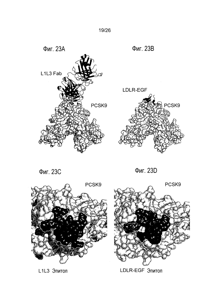 Антагонисты pcsk9 (патент 2618869)