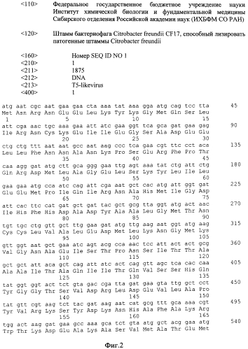 Штамм бактериофага citrobacter freundii cf17, способный лизировать патогенные штаммы citrobacter freundii (патент 2565559)