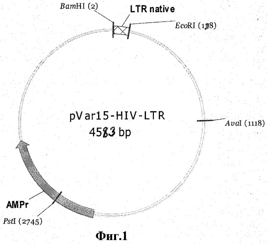 Рекомбинантная плазмидная днк pvar15-hiv-ltr, несущая клонированный фрагмент генома вич-1 типа из консервативного участка 5&#39;-ltr последовательности, рекомбинантная плазмидная днк pbluksm-hiv-ltr mod, несущая клонированный модифицированный фрагмент этого же участка генома вич-1 типа, тест-набор для количественной экспресс-идентификации генома вич-1 любого типа в пробе и способ с его использованием (патент 2350650)