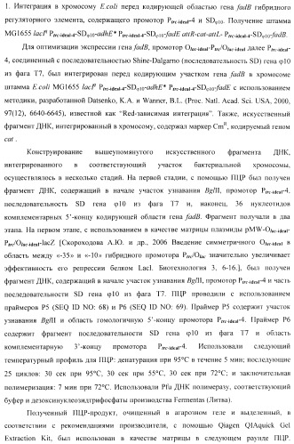 Бактерия - продуцент 1-бутанола и способ получения 1-бутанола (патент 2431672)