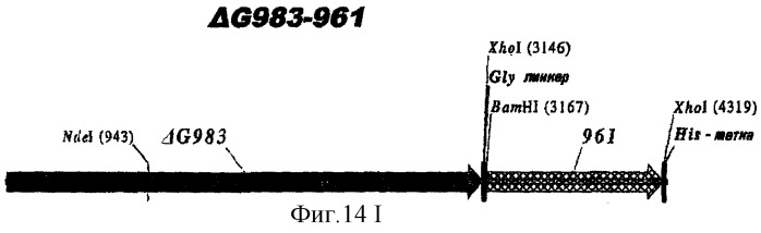 Гетерологичная экспрессия белков neisseria (патент 2299906)