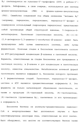 Гены corynebacterium glutamicum, кодирующие белки метаболических путей (патент 2306339)