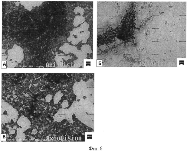 Штамм бактериофага staphylococcus aureus sa20, обеспечивающий разрушение биопленок, образуемых бактериями рода staphylococcus (патент 2565824)