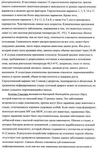 Поливалентные иммуногенные композиции pcv2 и способы получения таких композиций (патент 2488407)