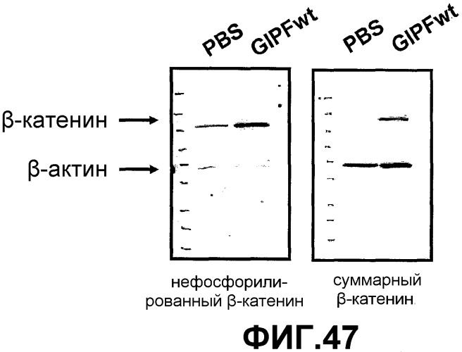 Желудочно-кишечный пролиферативный фактор и его применения (патент 2343158)