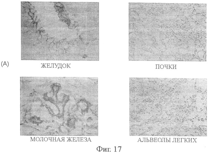 Моноклональные антитела к клаудину-18 для лечения рака (патент 2445319)