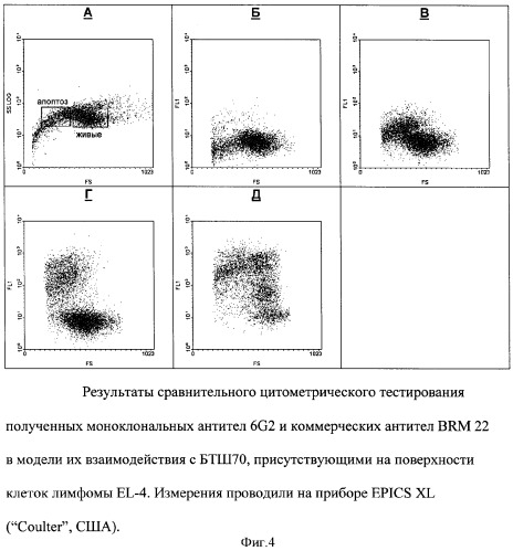 Штамм гибридных культивируемых клеток животных mus musculus 6g2 - продуцент моноклональных антител, специфичных к белку теплового шока 70 (патент 2380413)