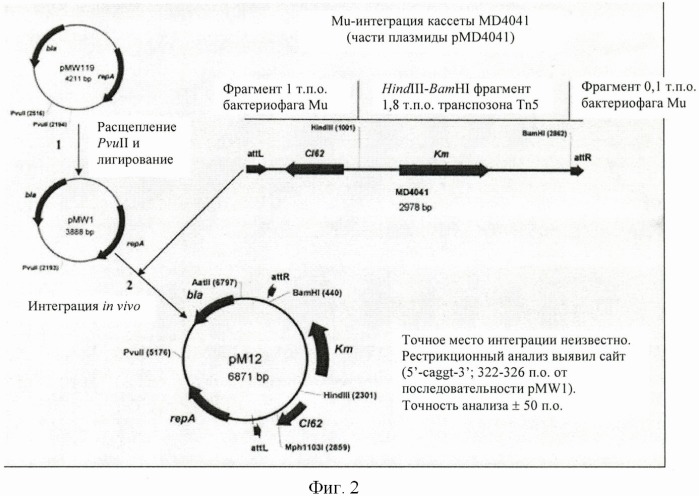Способ получения l-цистеина, l-цистина, s-сульфоцистеина или тиазолидинового производного l-цистеина, или их смеси с использованием бактерии семейства enterobacteriaceae (патент 2458982)