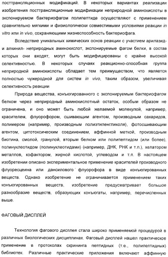 Селективная посттрансляционная модификация экспонируемых фагами полипептидов (патент 2459866)
