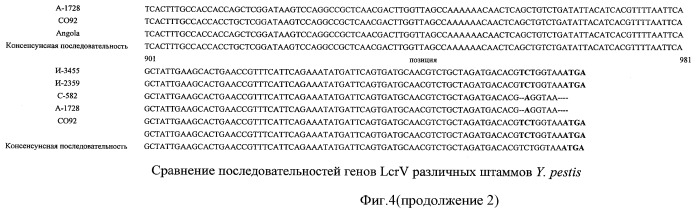 Нуклеотидная последовательность, кодирующая иммуногенный полипептид lcrv(g113), вызывающий защитный иммунный ответ против yersinia pestis; рекомбинантная плазмидная днк petv-i-3455, кодирующая иммуногенный полипептид lcrv(g113); рекомбинантный штамм escherichia coli bl21(de3)/petv-i-3455 - продуцент иммуногенного полипептида lcrv(g113); полипептид lcrv(g113) и способ его получения (патент 2439155)