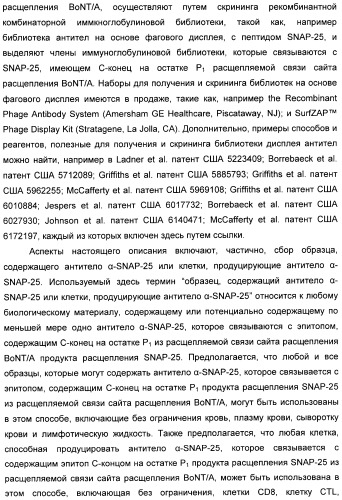 Иммунологические анализы активности ботулинического токсина серотипа а (патент 2491293)