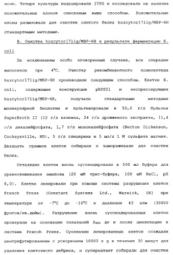 Новый лиганд рецептора цитокина zcytor17 (патент 2360923)