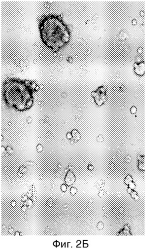 Способ культивирования стволовых клеток, препятствующий их спонтанной дифференцировке (варианты) (патент 2563347)
