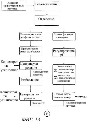 Способ очистки, выделения и споруляции цист и ооцист (патент 2260045)