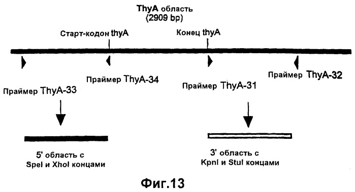 Экспрессионная система, используемая для получения гомологичного или гетерологичного белка, содержащая стабильный мутантный штамм vibrio cholerae (патент 2265657)