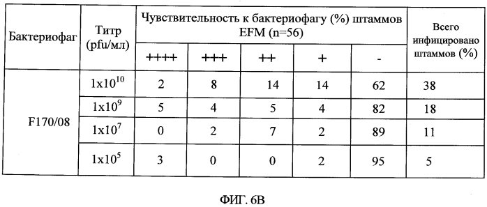 Бактериофаг, обладающий активностью против pseudomonas aeruginosa, белки бактериофага и способы их применения (патент 2580248)